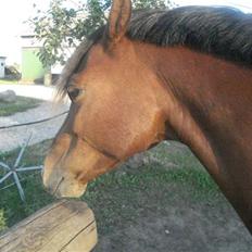 Welsh Pony af Cob-type (sec C) Napo Jack