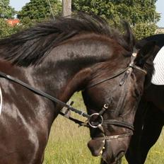 Anden særlig race TiMon  -solgt 