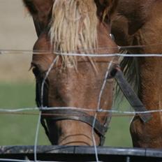 Welsh Partbred (Sec F) Solhøj's Haleigh *SOLGT*