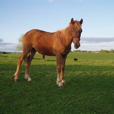 Welsh Partbred (Sec F) Solhøj's Haleigh *SOLGT*