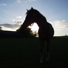 Welsh Partbred (Sec F) Solhøj's Haleigh *SOLGT*