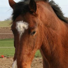 Anden særlig race Delano <3 Himmel hest <3