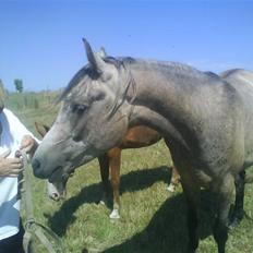 Arabisk fuldblod (OX) TU Impulsiv (Kalif)