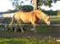 Haflinger Alexandra (solgt) - min dulle