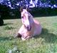 Haflinger Nimbus