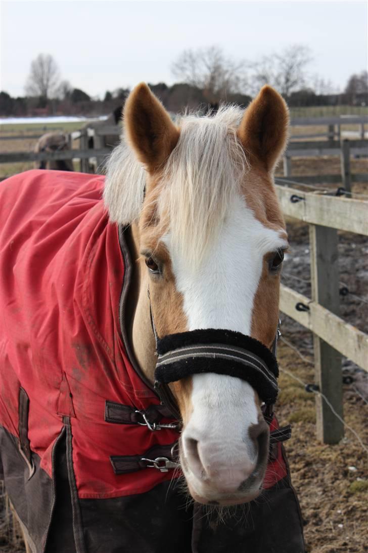 Hollandsk Sportspony  Calibra - solgt..RIP :-( - Velkommen til min lille barbie hests profil:D fotograf:; mig selv billede 1