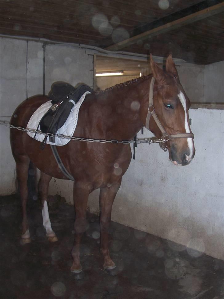 Arabisk fuldblod (OX) Carola Lykke (Solgt :`( ) - Vi tager os lige en lur inden vi skal ud og være gode=D billede 18