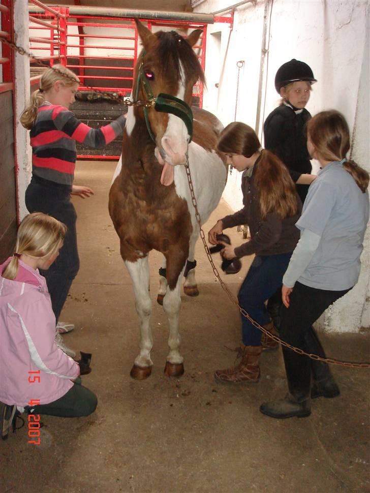 Anden særlig race Figo <3 - Hehe.. lille Figo bliver gjordt fin til stævnet.. mette, sidsel og pauline giver lige en hånd med billede 14