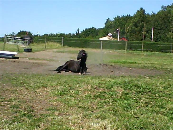 Anden særlig race Stacia - SOLGT - dårlig kvalitet, taget med mobil<3.  billede 20