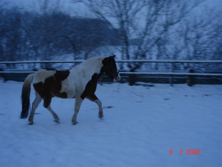 Anden særlig race Figo <3 - Leg i sne, min lille tykke pony<3 billede 17