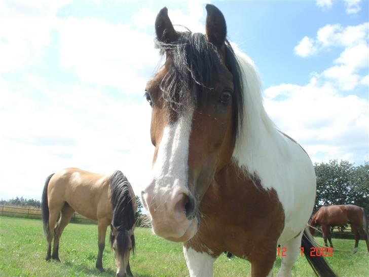 Anden særlig race Figo <3 - SMIL MIN HYP billede 18