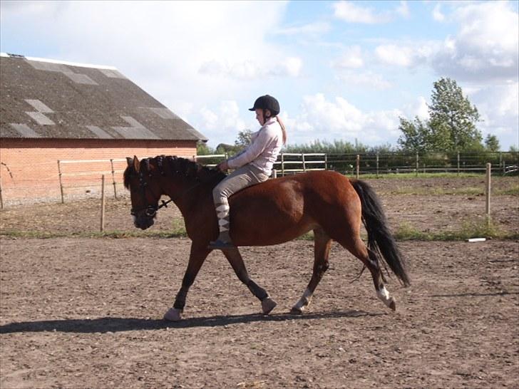 Anden særlig race Moonlight ( SOLGT) <3 - »´ moonlight, verdens bedste pony! <3 billede 12