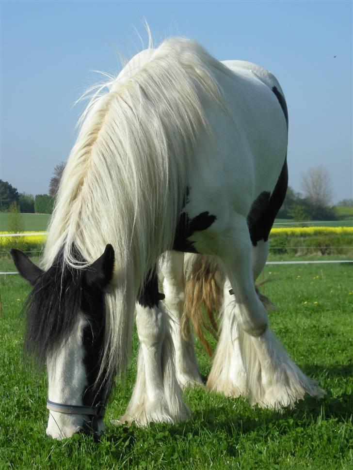 Irish Cob Irish Katinka (solgt) - Velkommen til Irish Katinka´s profil. billede 1