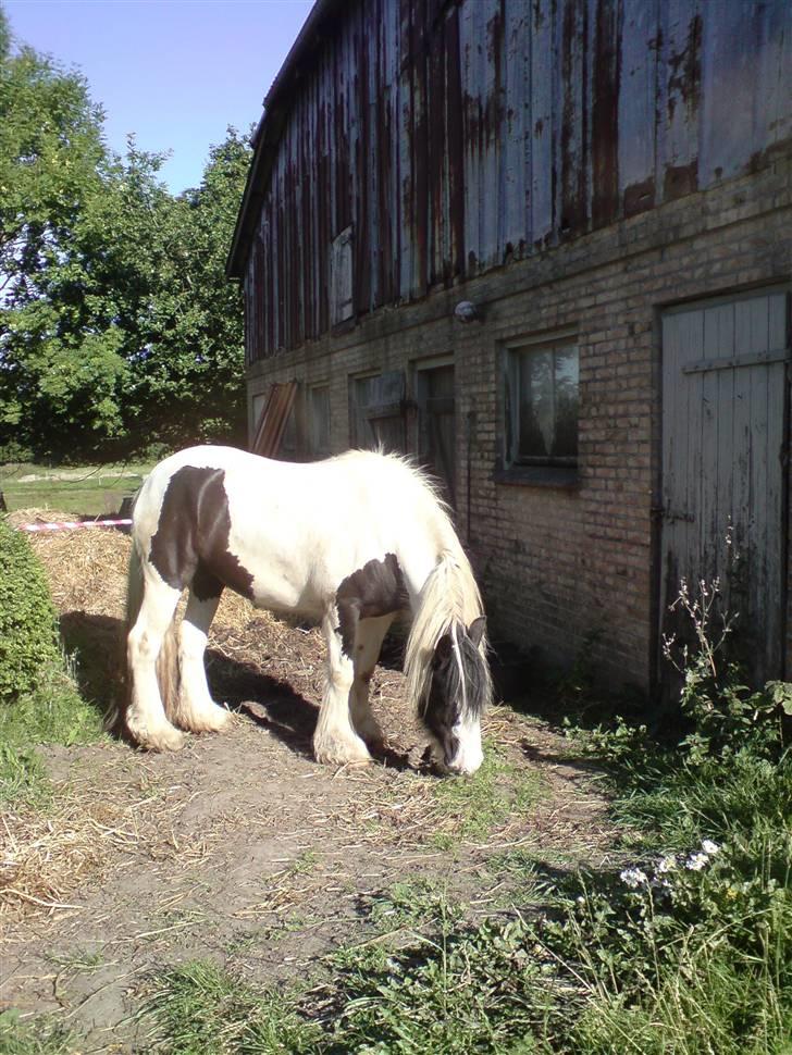 Irish Cob Irish Katinka (solgt) - Katinka ved den gamle stald. billede 2