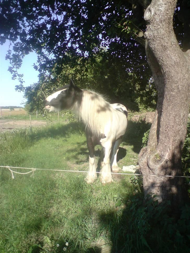 Irish Cob Irish Katinka (solgt) - Katinka griner af de andre heste, som står på meget mindre græs end hende selv. Skøre pige! billede 4