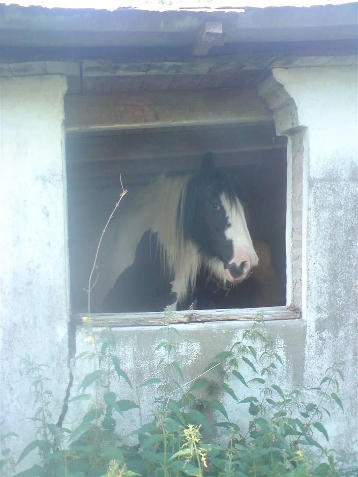 Irish Cob Irish Katinka (solgt) - Katinka i sin yndlingsbeskæftigelse - at stå i det gamle faldefærdige hønsehus. Ak ja :-P billede 7