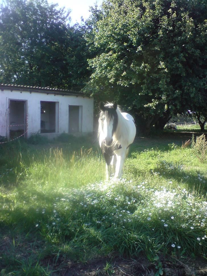 Irish Cob Irish Katinka (solgt) - Katinka badet i sollys - hun ligner næsten en engel. billede 8