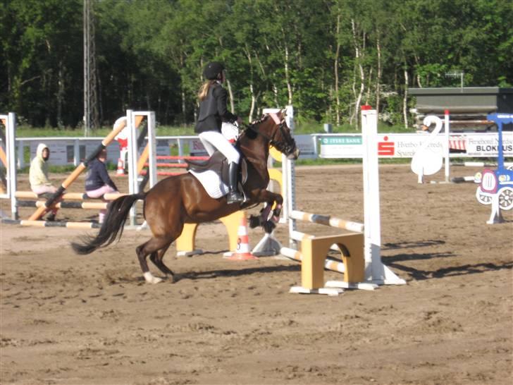 New Forest staldbakkens Tic-Tacs  - hopsa dasse  billede 10