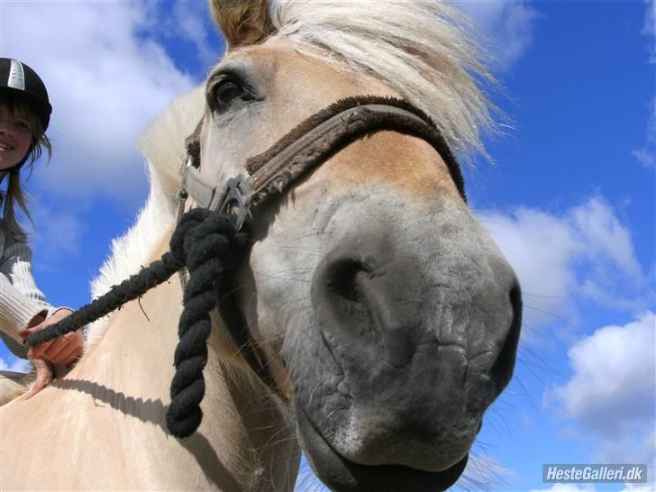 Fjordhest Bosse  - På folden. billede 15