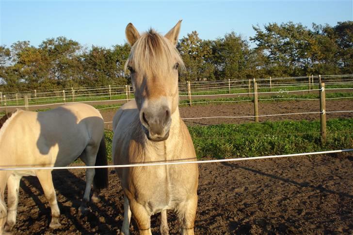 Fjordhest Bosse  - Smukke pons. billede 18