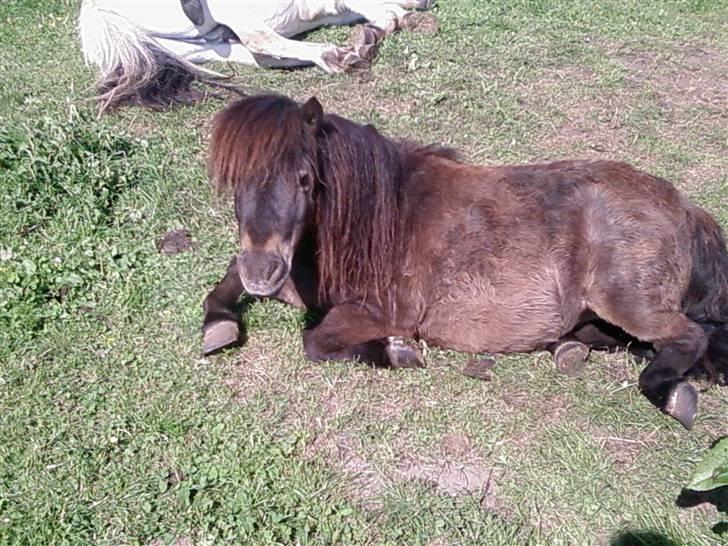 Shetlænder Bølle<3(L' ILY <3 - Nårh lille bølle ligger og slapper af:) Foto.annika billede 3