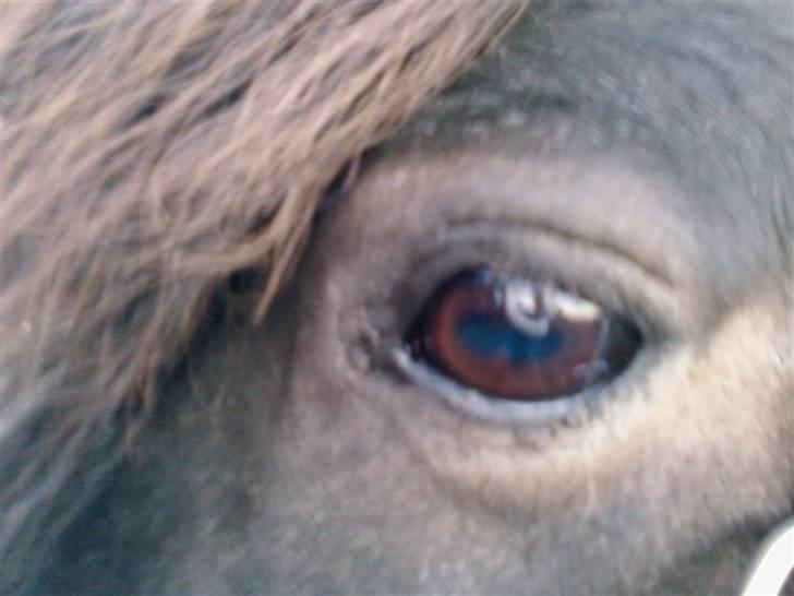 Shetlænder Bølle<3(L' ILY <3 - Bølle øje õ Det er smukt! Foto:Annika billede 4