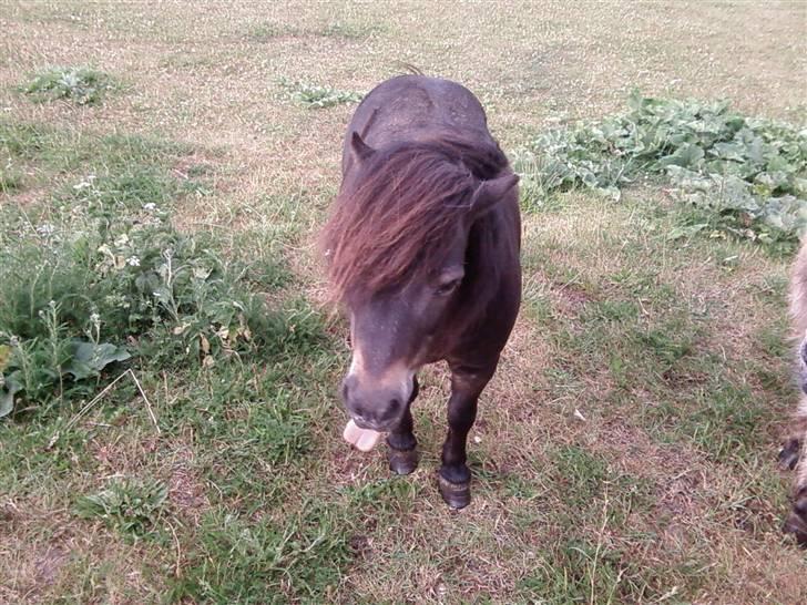Shetlænder Bølle<3(L' ILY <3 - Bølle rækker tung :P Foto:Annika billede 5