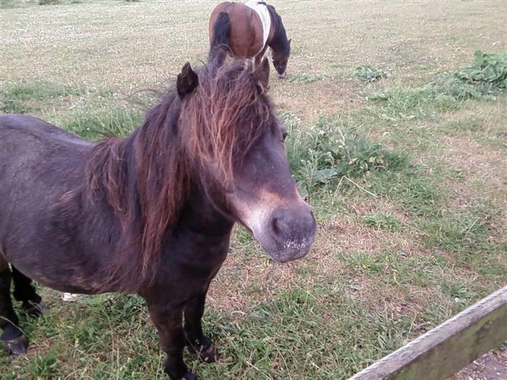 Shetlænder Bølle<3(L' ILY <3 - Nysgerrige Bølle Foto:Annika <3 billede 6