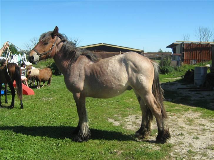 Belgier Rasmus *Solgt* - 27-07-2008  billede 9