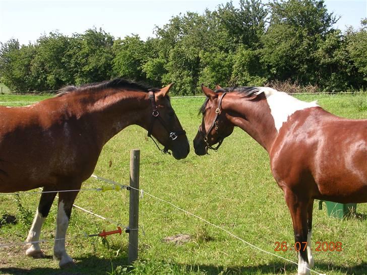 Pinto Dopendi Vesterlund *SOLGT - Dopendi på besøg hos mor Kari :) hehe, hun ligner næsten en hingst :) billede 15