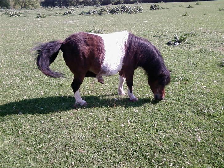 Shetlænder Valdemar!<3 (L' ILY!<3  - Valle på marken Foto:Annika billede 4