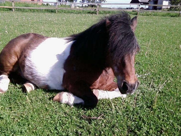 Shetlænder Valdemar!<3 (L' ILY!<3  - Valle ligger og slapper af Foto:Annika billede 5
