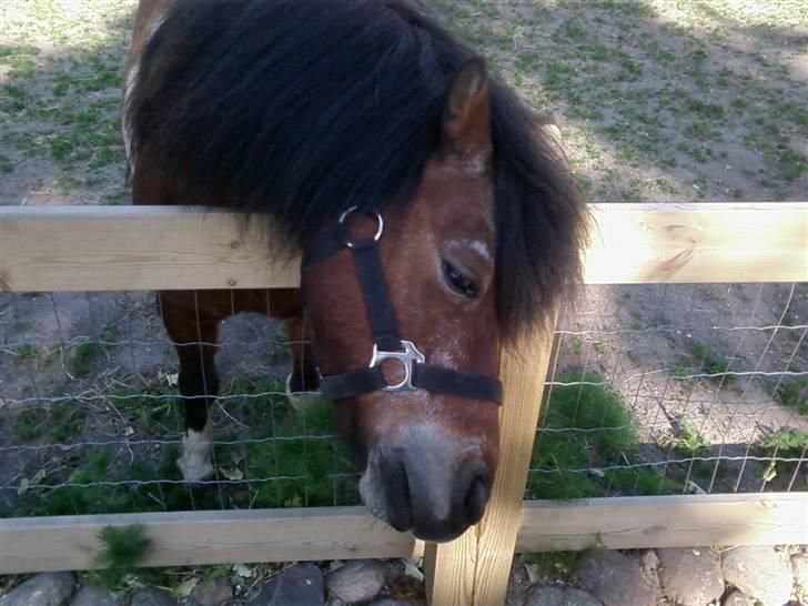 Shetlænder Valdemar!<3 (L' ILY!<3  - Valle klør sig :P Foto:Annika billede 6