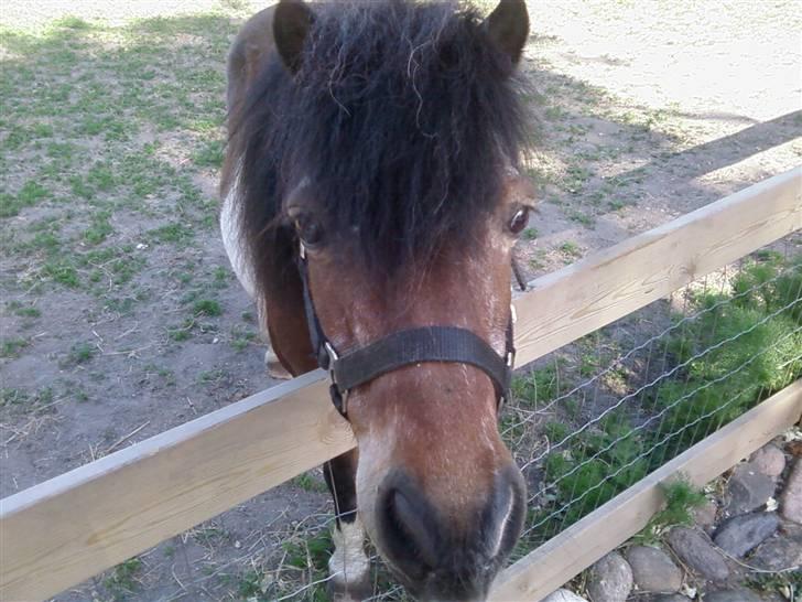 Shetlænder Valdemar!<3 (L' ILY!<3  - Valle er nysgerrig (Elsker dig Skat) billede 7