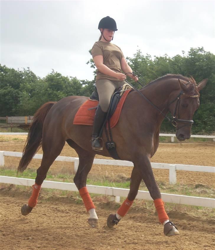 Dansk Varmblod **Tornhøjs Diona** billede 19