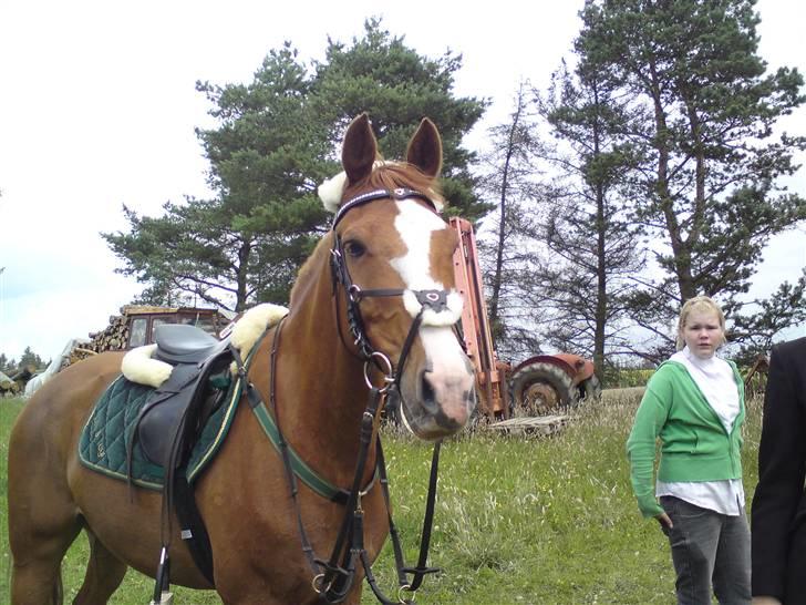 Anden særlig race Shadow "solgt" billede 8