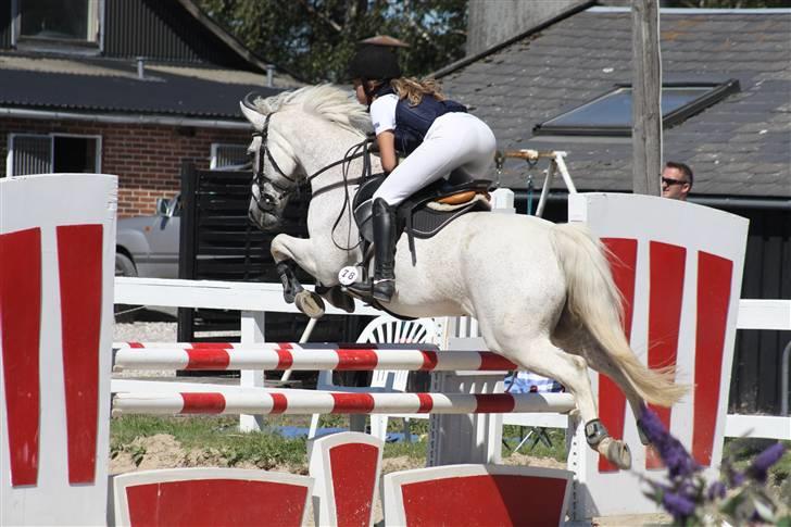 Connemara Cyrano solgt - His spring , La , 2008 - taget af Rviere-photo.dk billede 16