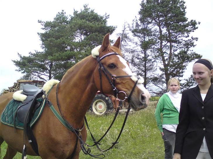 Anden særlig race Shadow "solgt" billede 9