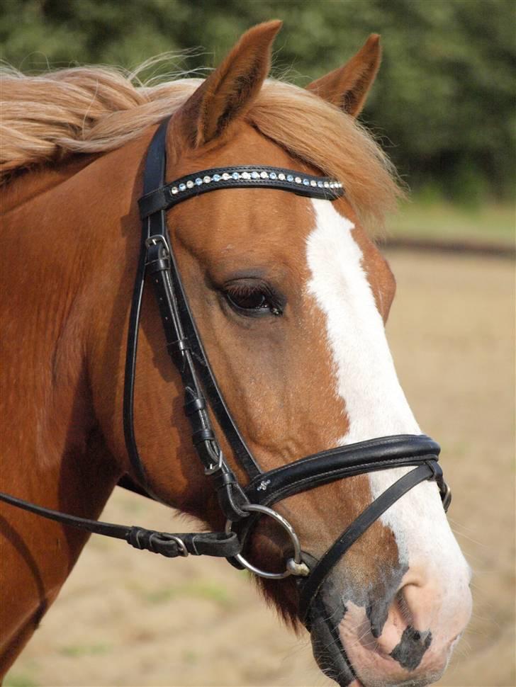 Anden særlig race Mr.Latino  **B-pony** solgt billede 15