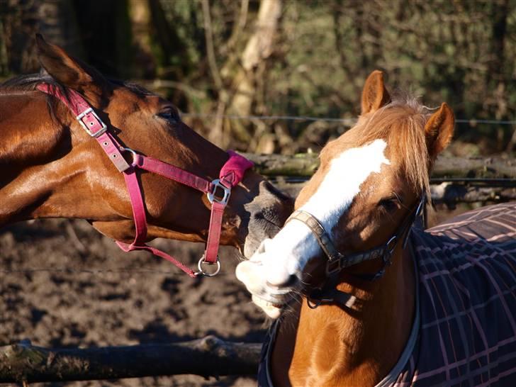 Anden særlig race Mr.Latino  **B-pony** solgt billede 19