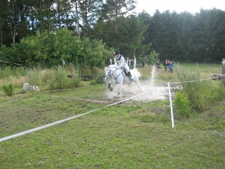 Welsh Pony af Cob-type (sec C) Lyngvejens Ero *solgt* :/ - Military i Haslev. 3 placering. Her igennem den "dejlige" vandgrav :)  billede 8