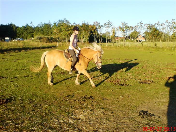 Haflinger Alexandra (solgt) - galop på marken billede 6