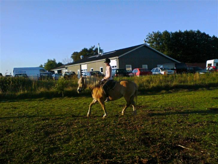 Haflinger Alexandra (solgt) billede 9