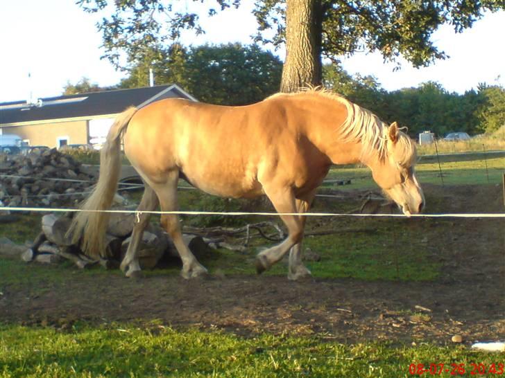 Haflinger Alexandra (solgt) - min dulle billede 10