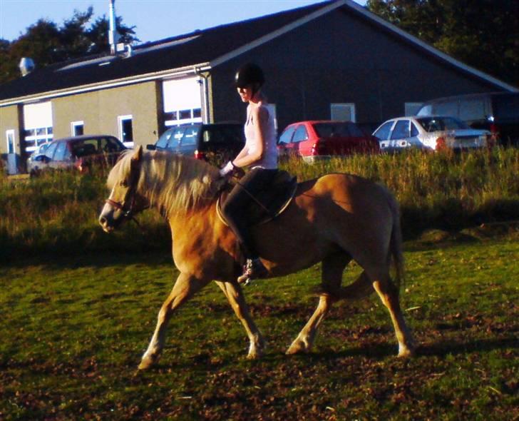 Haflinger Alexandra (solgt) - lille hest - stooor personlighed <3 billede 12