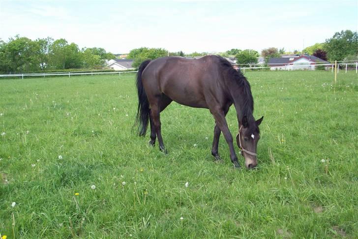 DSP Pretty Madonna billede 20