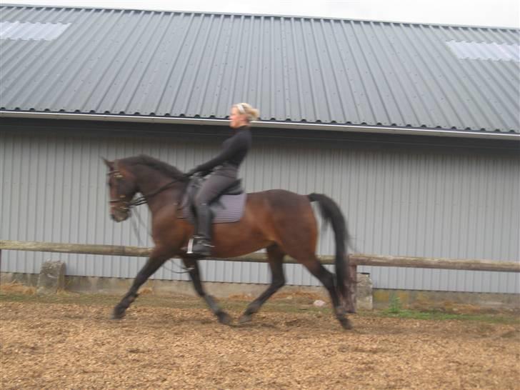 Anden særlig race Chamaine *SOLGT* billede 15