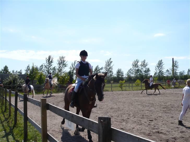 Arabisk fuldblod (OX) Riel'l - Opvarmning billede 2