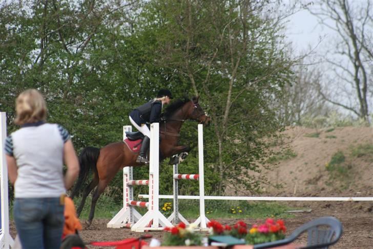 Arabisk fuldblod (OX) Riel'l - Line og ellert springer billede 3