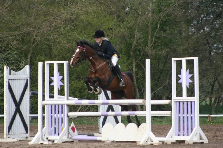 Arabisk fuldblod (OX) Riel'l billede 4